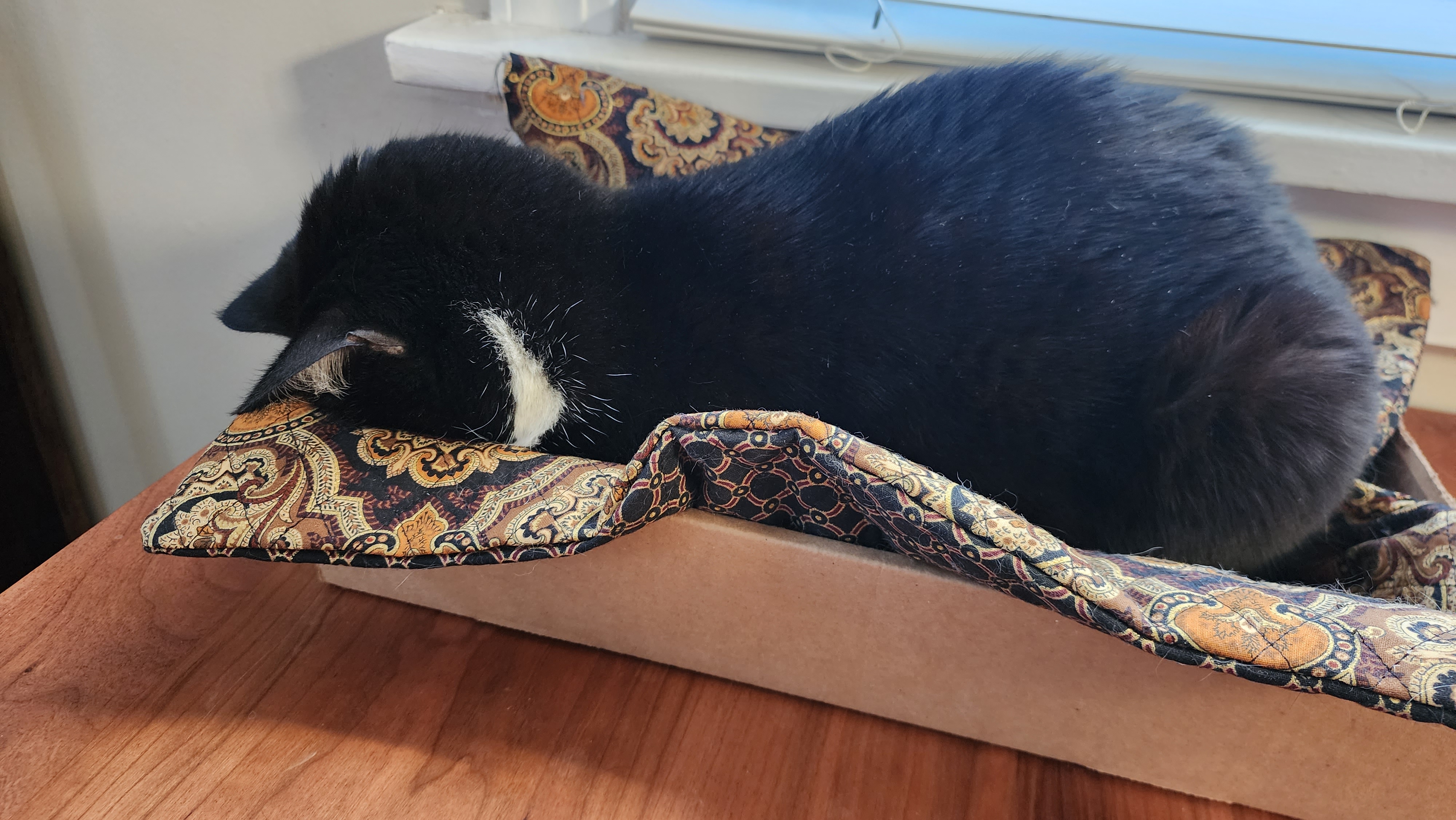 Carl is a sleepy little dingus Carl laying face-down in a cardboard tray