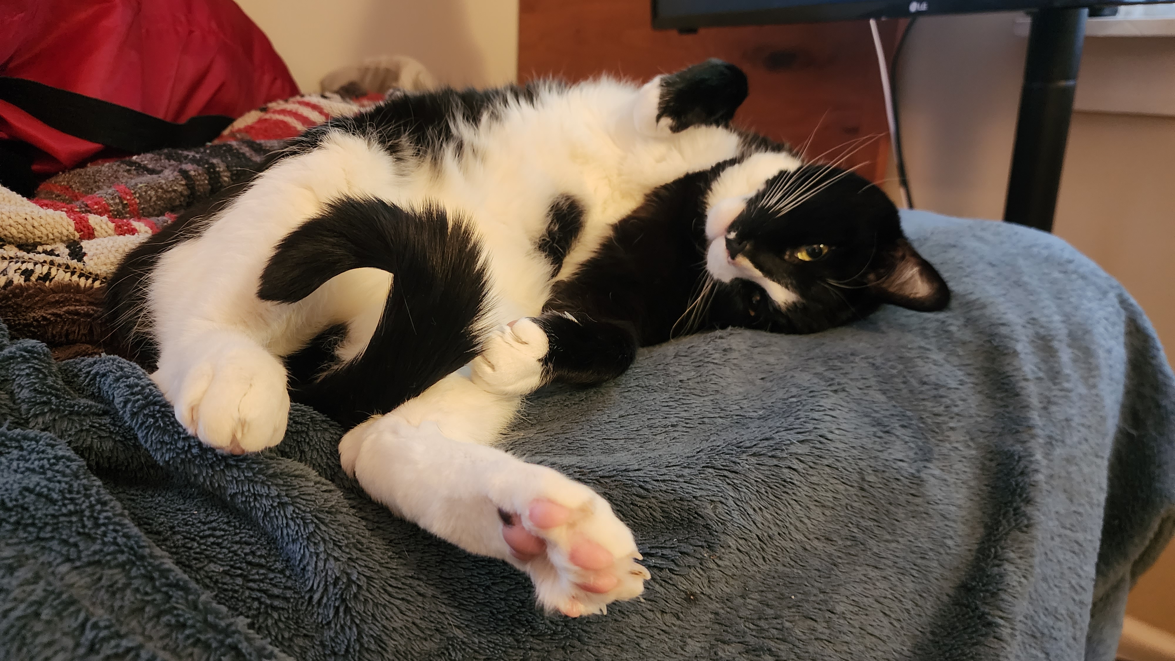 the belly is a trap uwu